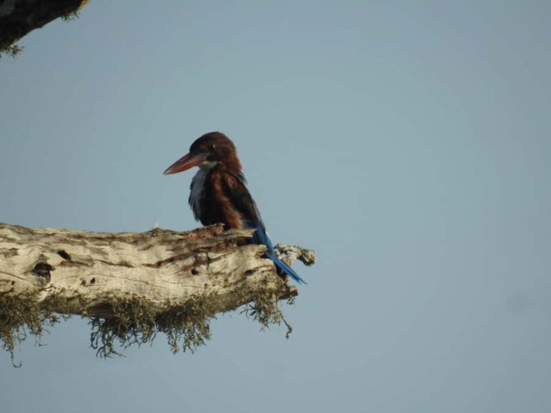 Bundala National Park Safari Tours: Half-Day or Full-Day - What You Can Expect From the Tour