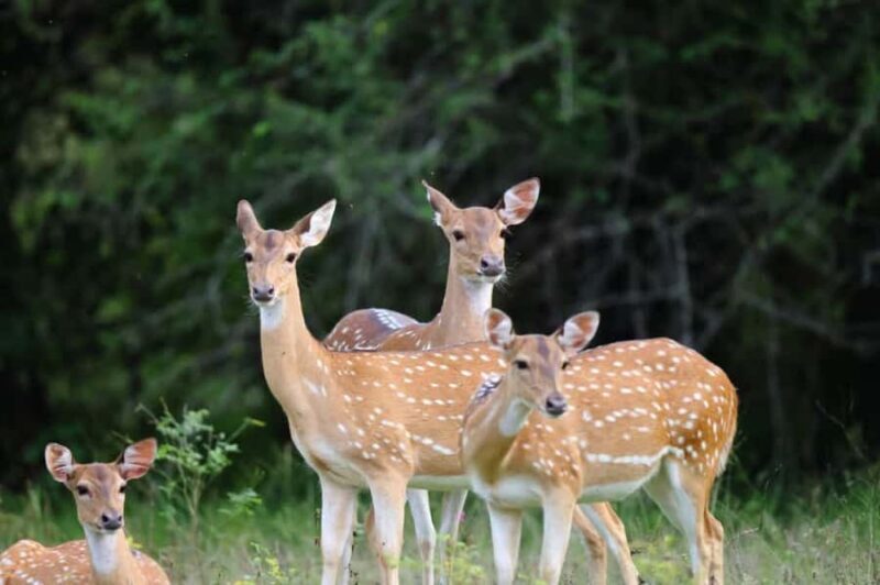 Bundala village tour with Local Guide - Who Will Love This Tour?