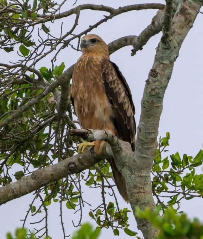 Bundala village tour with Local Guide - The Sum Up