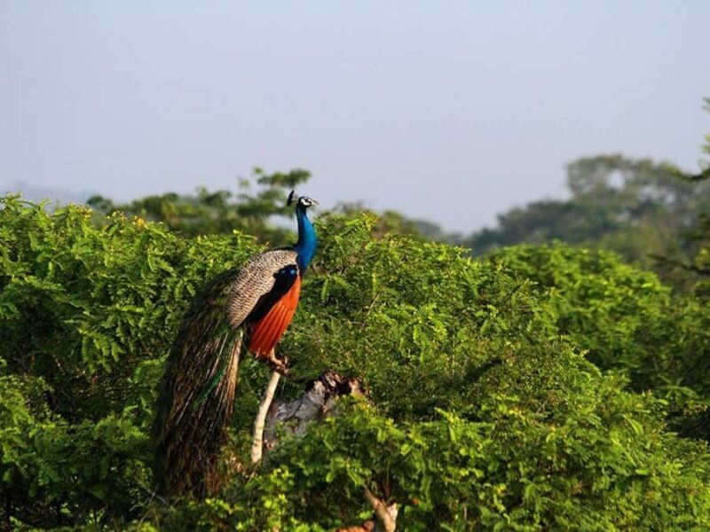Bundala village tour with Local Guide - FAQ