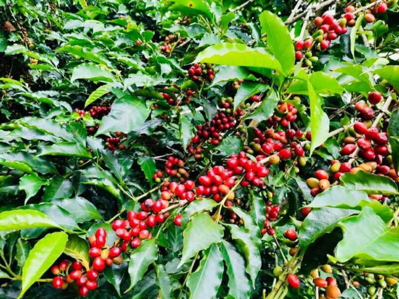 Buon Ma Thuot: Bean to Brew Coffee Farm Tour with Tasting - Key Points