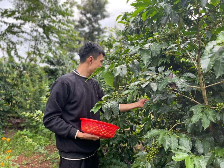 buon-ma-thuot-coffee-farm-tour-bean-to-brew-with-pickup