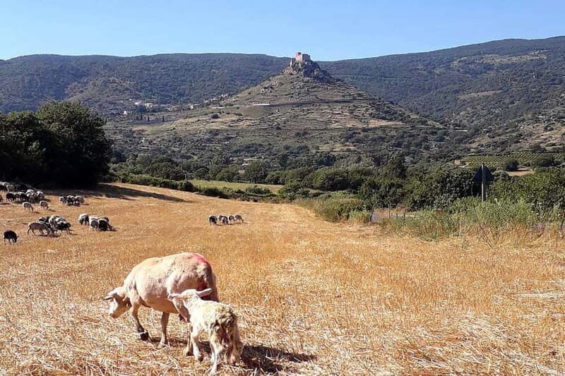 Burgos: Sardinian Pecorino Cheese Workshop - FAQ