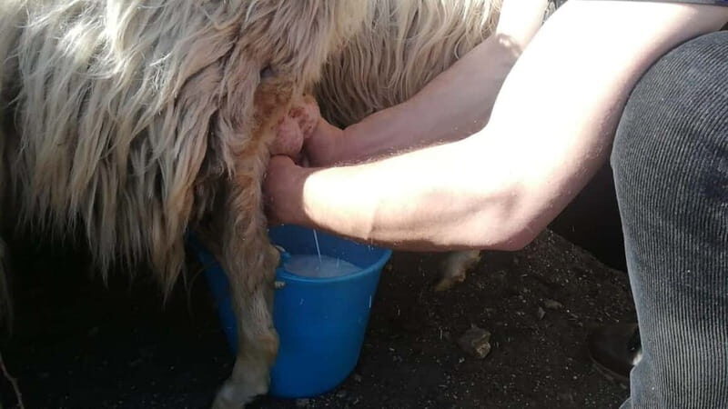 Burgos: sheep milking experience - An In-Depth Look at the Sheep Milking Experience Near Burgos