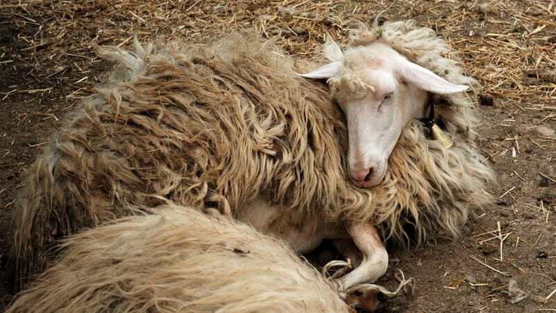 Burgos: sheep milking experience - Who Would Love This Experience?