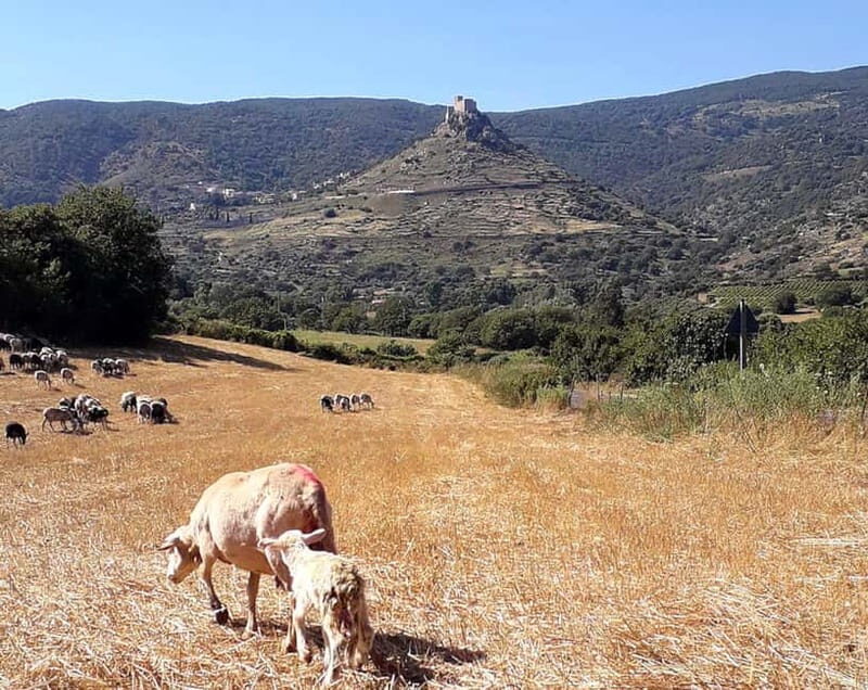 Burgos: sheep milking experience - FAQ about the Burgos Sheep Milking Experience
