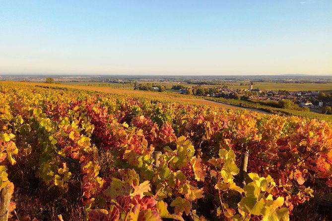 burgundy-grand-crus-route-day-tour-14-wines-tastings-in-domains