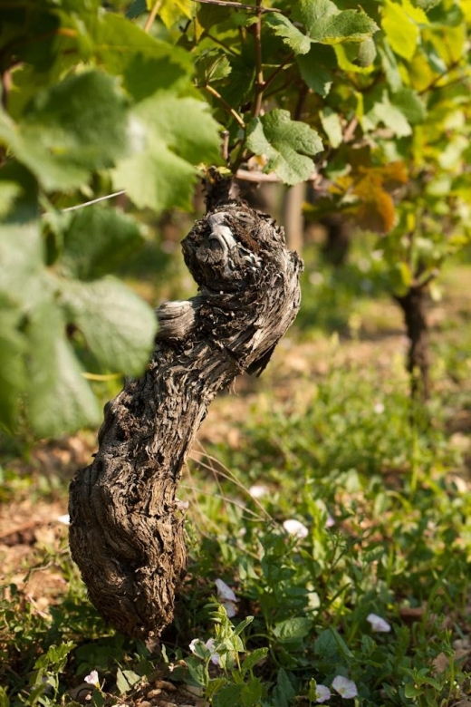 burgundy-guided-vineyard-and-winery-tour-with-wine-tasting