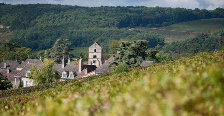 burgundy-guided-vineyard-and-winery-tour-with-wine-tasting