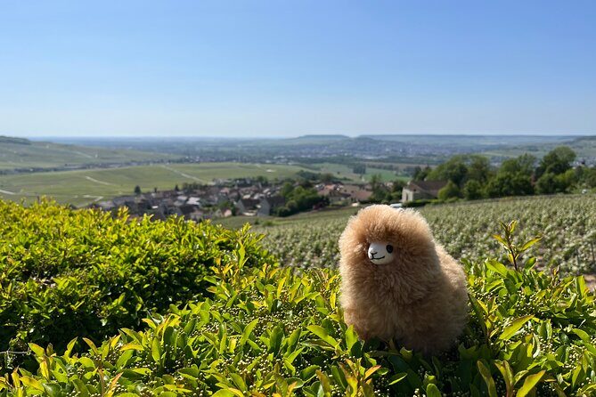 Burgundy Wine & Cheese Tasting Private Day Trip 15 glasses - Final Thoughts