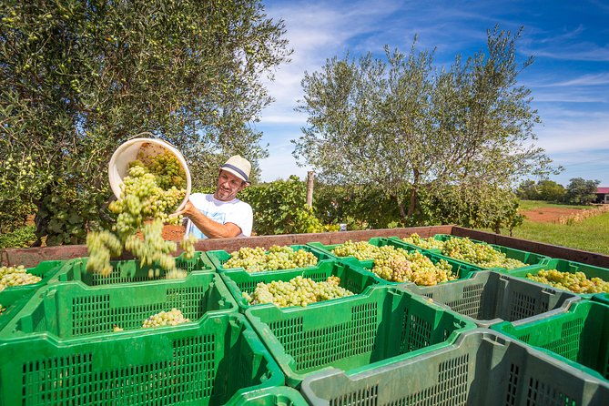burgundy-wine-tasting-small-group-tour-in-chablis-from-paris