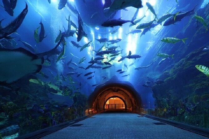 Burj Khalifa and Dubai Aquarium with Penguin Cove Combo - Penguin Cove: A Playful Encounter