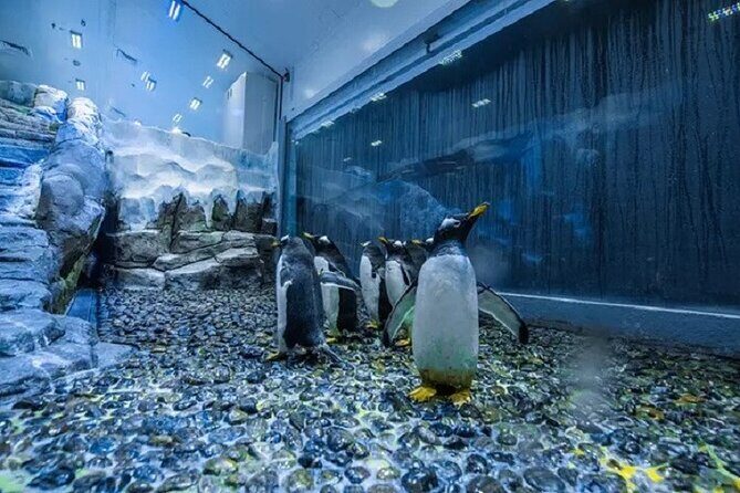 Burj Khalifa and Dubai Aquarium with Penguin Cove Combo - Practical Tips for Your Visit