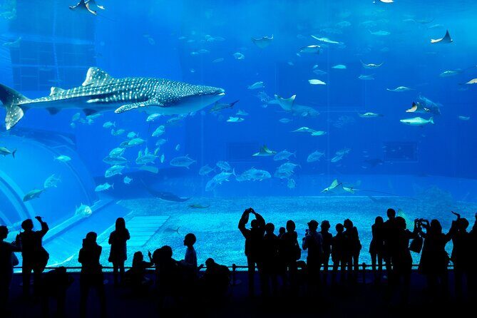 Burj Khalifa, Dubai Aquarium & UWZ with Penguin Cove Entry Ticket - Final Thoughts: Is This Tour Worth It?