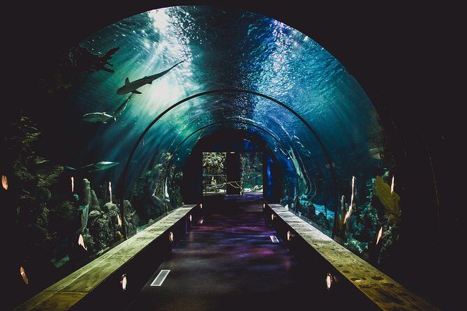 Burj Khalifa, Dubai Aquarium & UWZ with Penguin Cove Tickets - Frequently Asked Questions