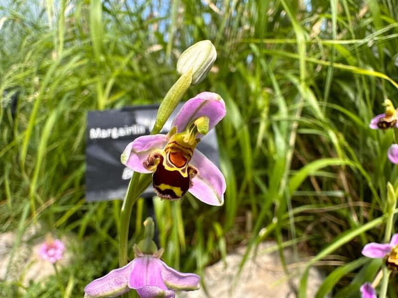 Burren Botany Experience - A Detailed Look at the Burren Botany Experience