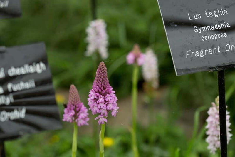 Burren Botany Experience - Final Thoughts