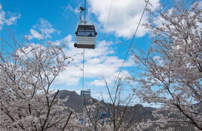 busan-a1-hidden-gem-geoje-oedo-botania-island-cable-car