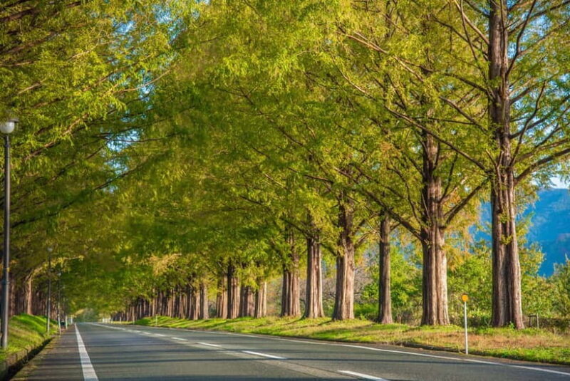 Busan: Damyang Juknokwon Bamboo Forest & Metasequoia Road - Discovering Damyang: A Nature Lover’s Escape from Busan