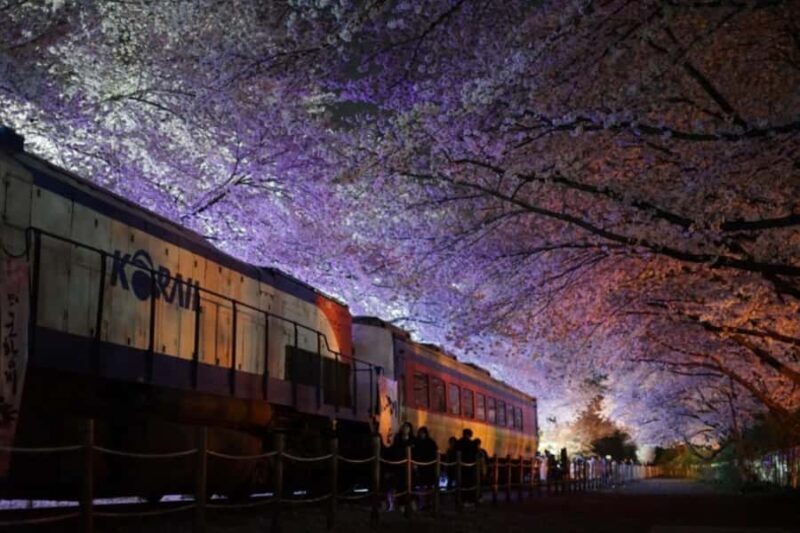 Busan: Jinhae Cherry Blossom Day & Night or 1 Day Tour - Key Points