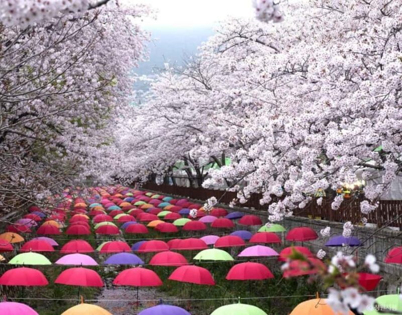 Busan: Jinhae Cherry Blossom Day & Night or 1 Day Tour - An In-Depth Look at the Cherry Blossom Tour