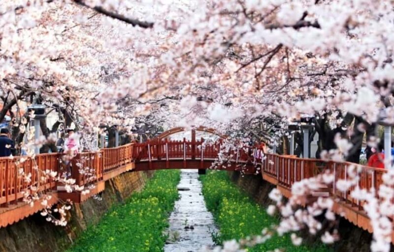 Busan: Jinhae Cherry Blossom Day & Night or 1 Day Tour - Authentic Insights from Past Travelers
