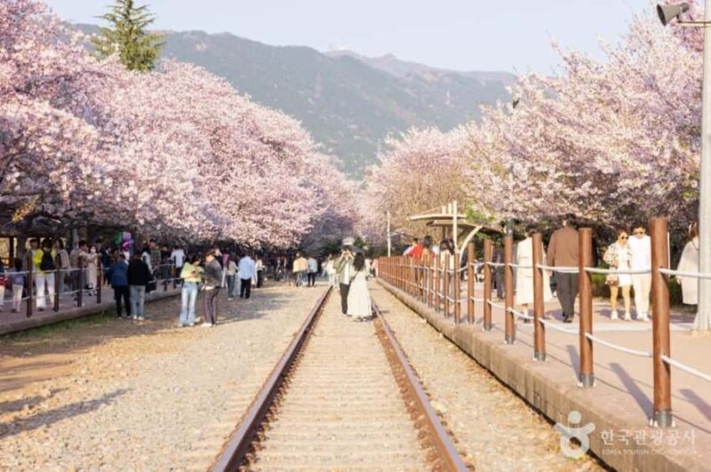 Busan: Jinhae Cherry Blossom Day & Night or 1 Day Tour - FAQs