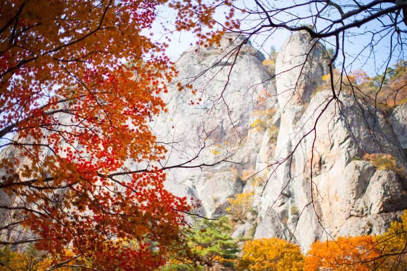 Busan: Mt. Jiri or Juwangsan Park Autumn Foliage Day Tour - Key Points