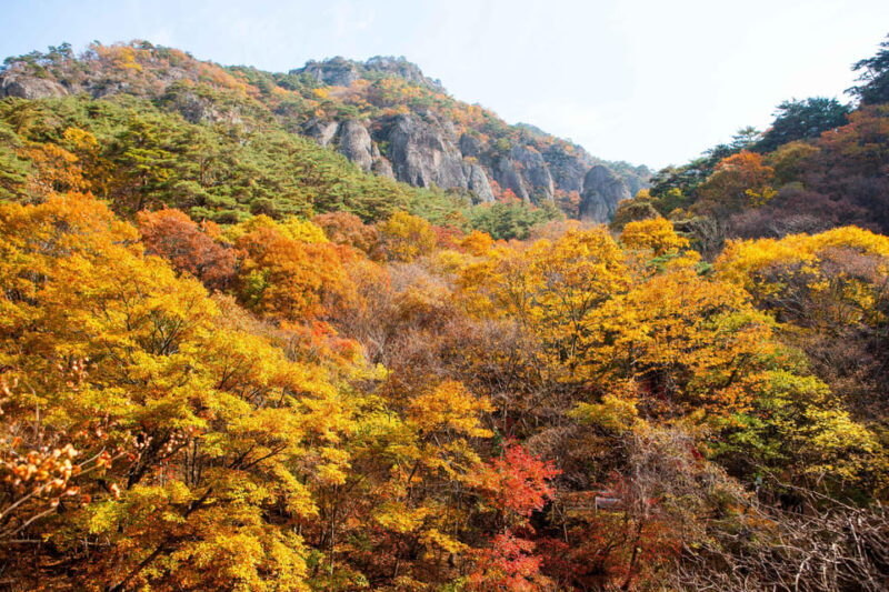 Busan: Mt. Jiri or Juwangsan Park Autumn Foliage Day Tour - Authentic Feedback & Extra Insights