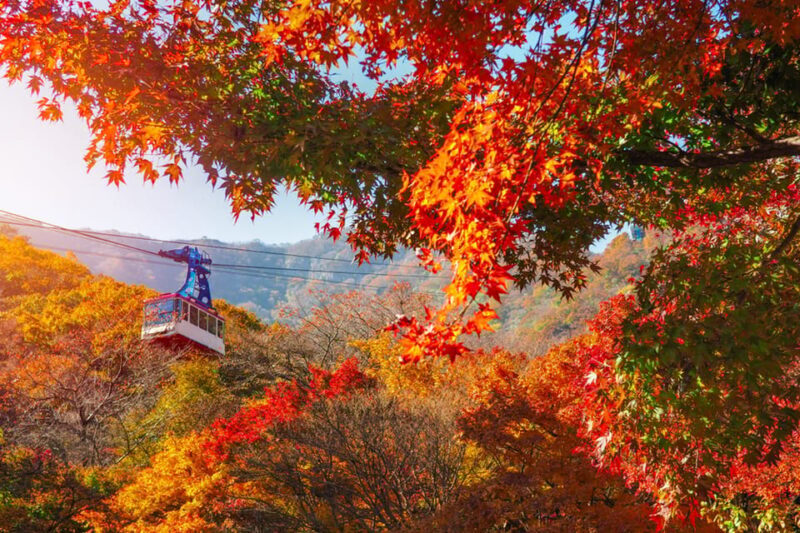 Busan: Naejangsan National Park Autumn Foliage One Day Tour - Lunch and Free Time