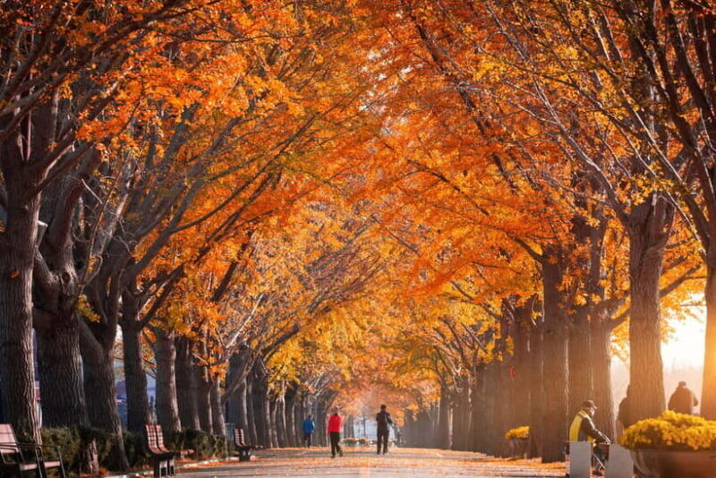 Busan: Naejangsan National Park Autumn Foliage One Day Tour - Transport and Logistics