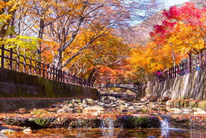 Busan: Naejangsan National Park Autumn Foliage One Day Tour - The Sum Up