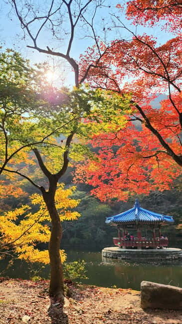 Busan: Naejangsan National Park Autumn Foliage One Day Tour - FAQ