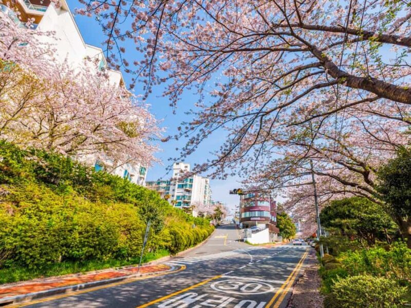 Busan: Spring Cherry Blossom & Gyeongju Highlights Day Tour - An In-Depth Look at the Tour Experience