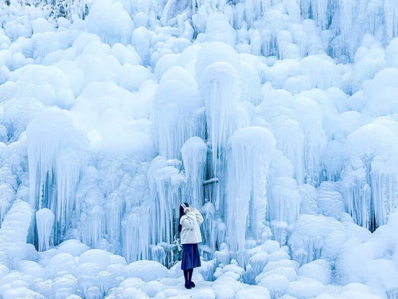 Busan: Winter Healing Park and (Gyeongju/Daegu) One Day Tour - Key Points