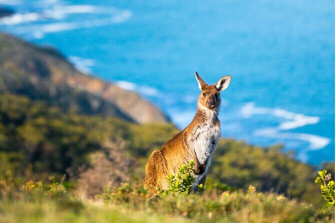Bush and Bay in a Day - Introduction: An Authentic Day Exploring South Australia’s Natural Beauty