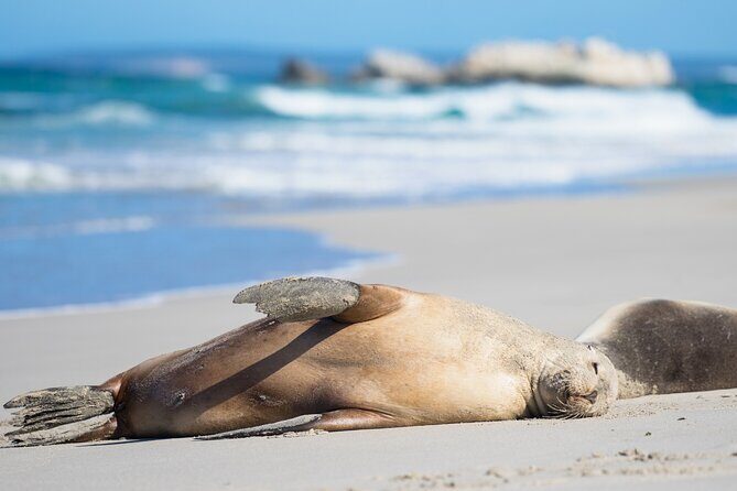 Bush and Bay in a Day - The Sum Up: The Perfect Blend of Scenery, Wildlife, and Adventure