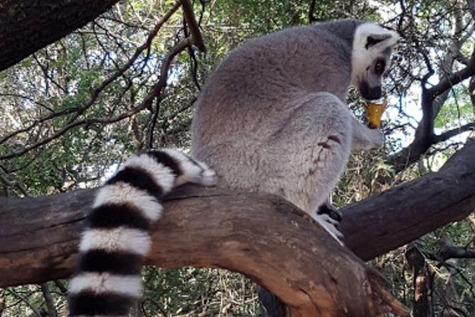 Bush Babies & Monkey Sanctuary and Elephants walk Private - Key Points