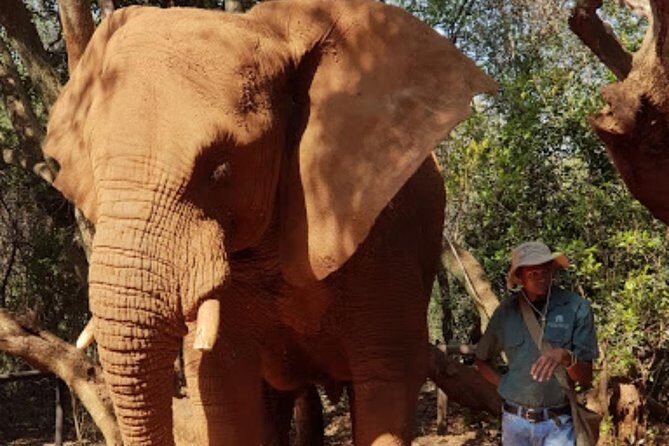 Bush Babies & Monkey Sanctuary and Elephants walk Private - Comprehensive Review of the Tour Experience