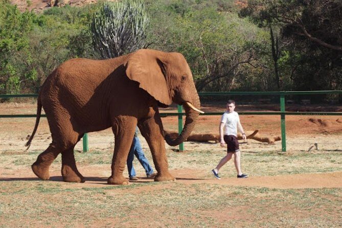 Bush Babies & Monkey Sanctuary and Elephants walk Private - The Sum Up: Is This Tour Worth It?
