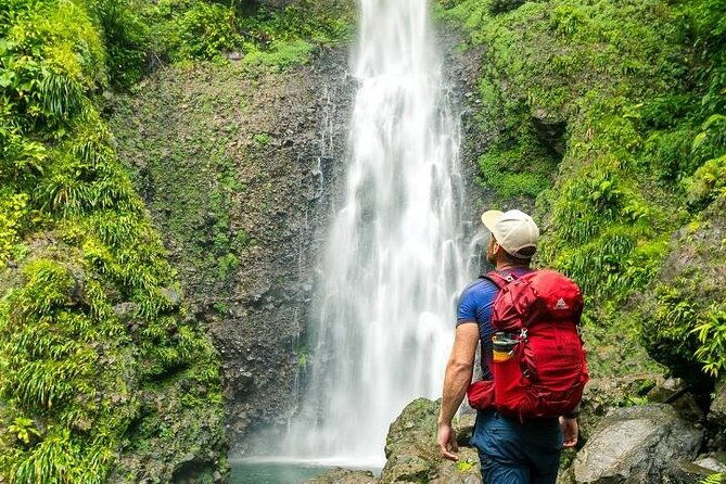 bush-hiking-to-explore-wild-plants-fresh-fruitsmontego-bay