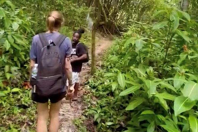 bush-hiking-to-explore-wild-plants-fresh-fruitsmontego-bay