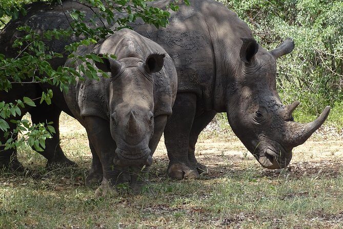 Bush Walking Safari Experience & Rhino Safari - MINIMUM 2 PEOPLE - What Makes This Safari Stand Out?