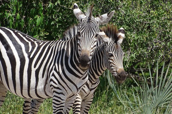 Bush Walking Safari Experience & Rhino Safari - MINIMUM 2 PEOPLE - Why Travelers Love It