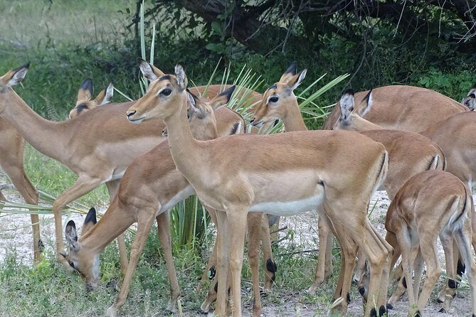 Bush Walking Safari Experience & Rhino Safari - MINIMUM 2 PEOPLE - Is This Tour Right for You?