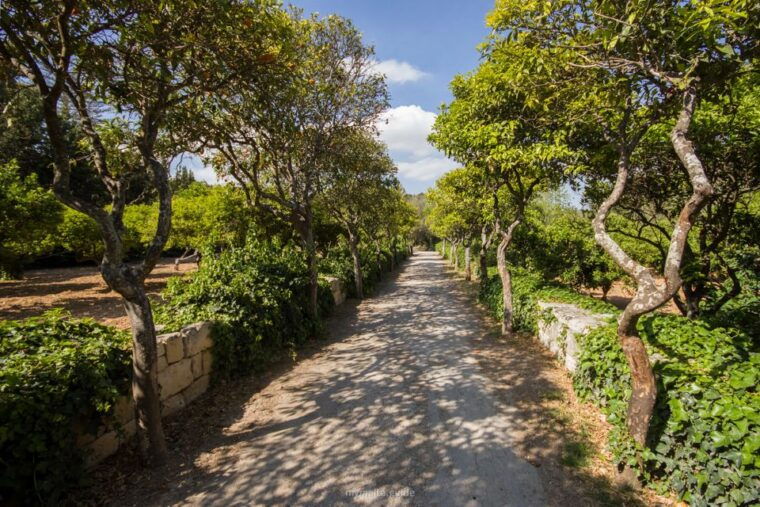 buskett-woodlands-and-dingli-cliffs-private-nature-tour
