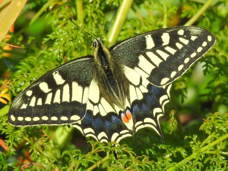 buskett-woodlands-and-dingli-cliffs-private-nature-tour