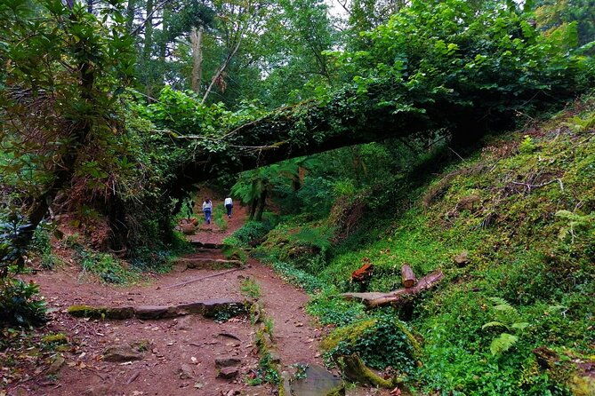 bussaco-forest-walking-experience-half-day-from-coimbra