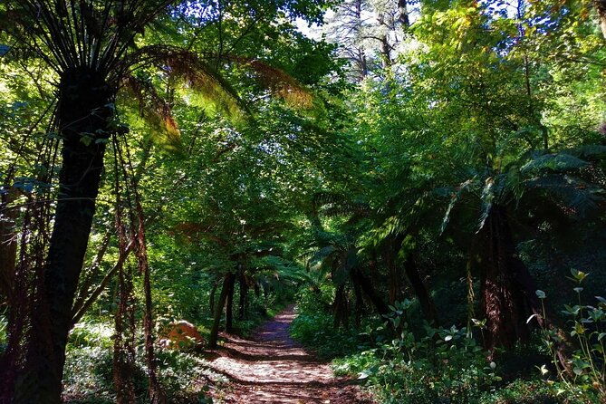 bussaco-forest-walking-experience-half-day-from-coimbra