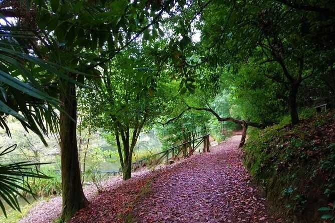 bussaco-forest-walking-experience-half-day-from-coimbra